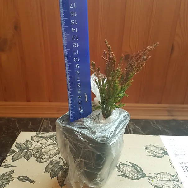 превью изображения отзыва