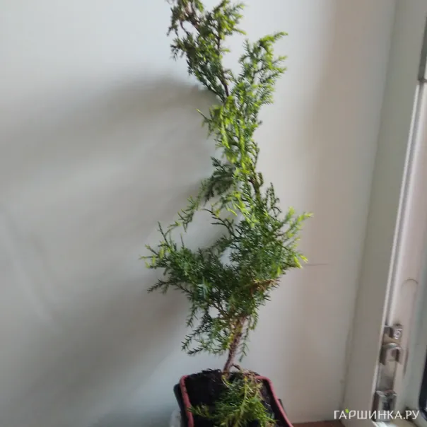 превью изображения отзыва