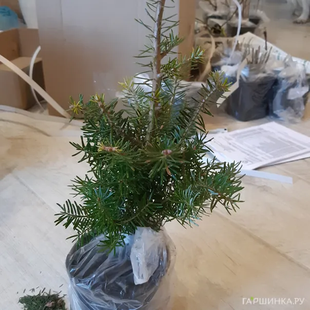 превью изображения отзыва