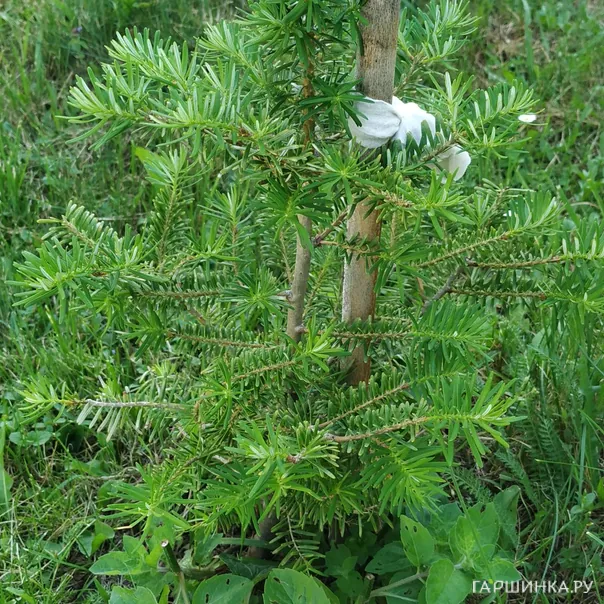 превью изображения отзыва