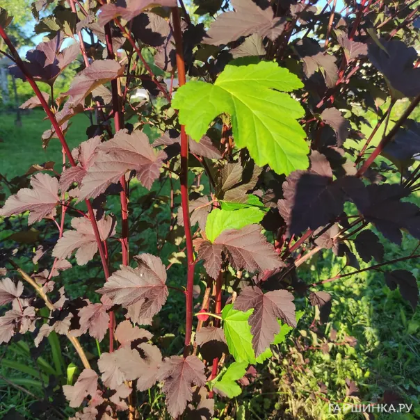 превью изображения отзыва