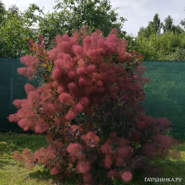 превью изображения отзыва