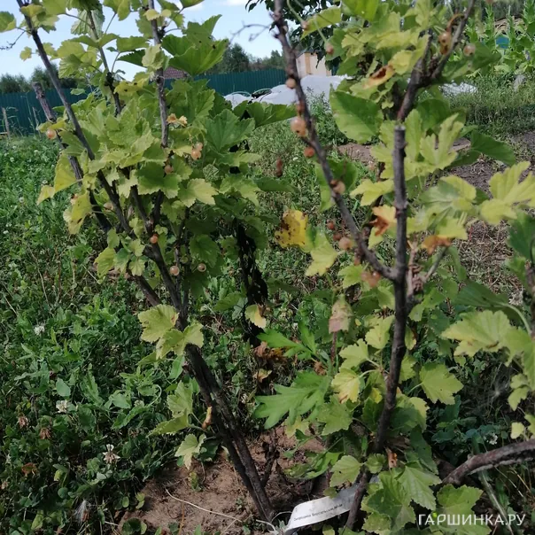 превью изображения отзыва