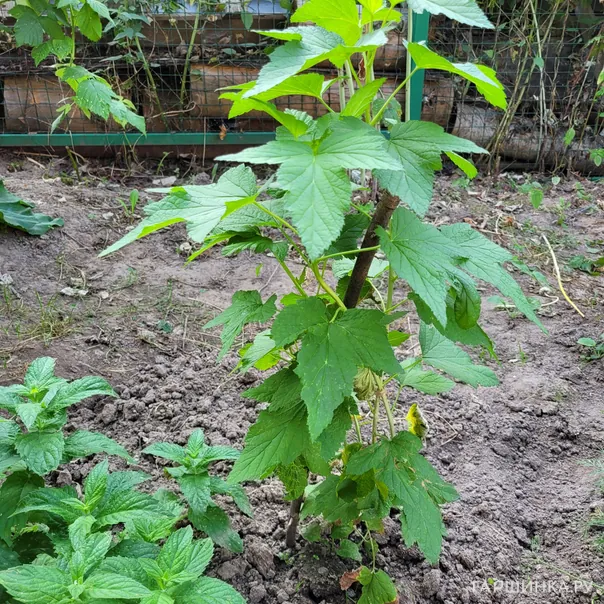 превью изображения отзыва