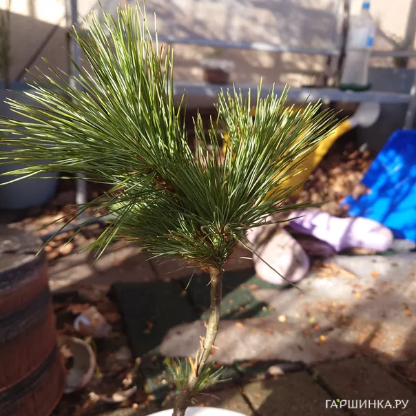 превью изображения отзыва