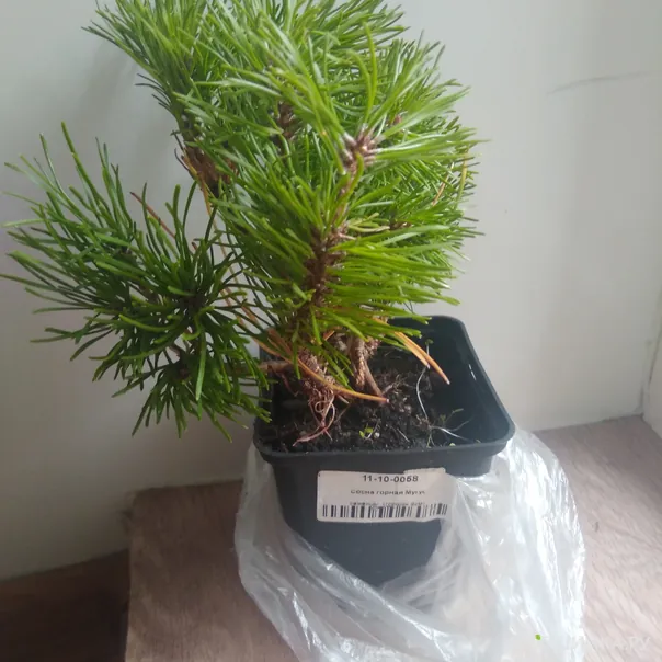 превью изображения отзыва