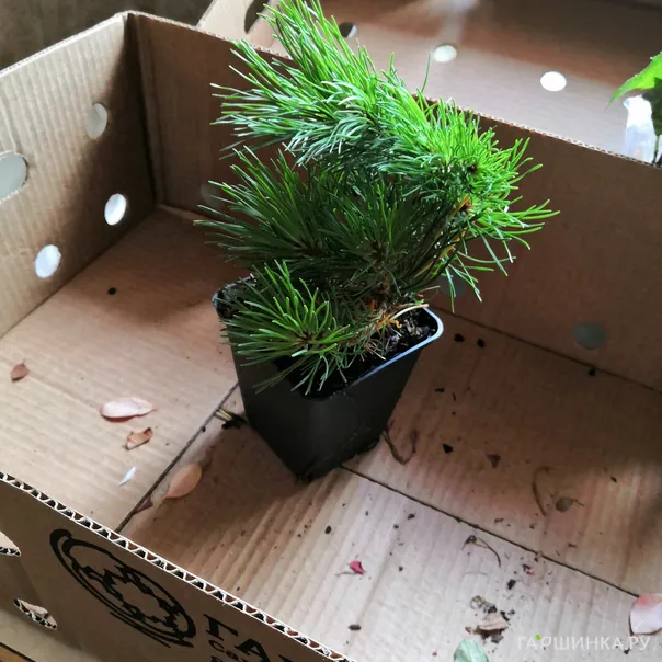 превью изображения отзыва