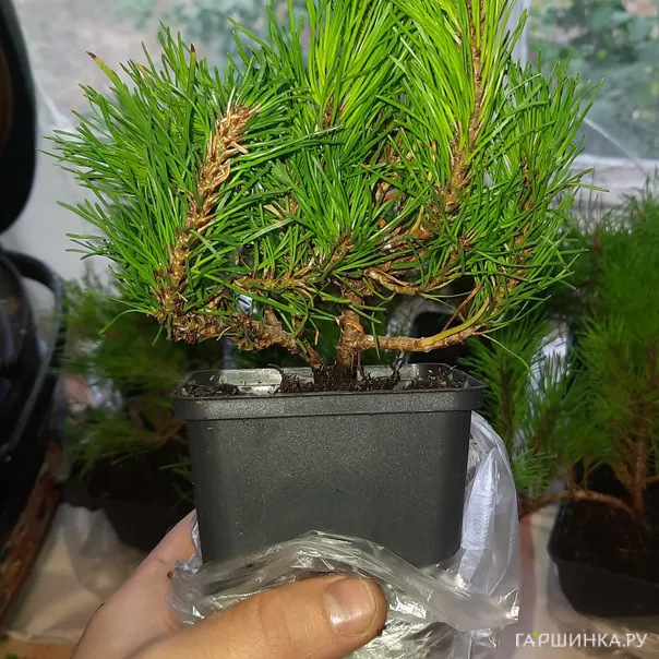 превью изображения отзыва