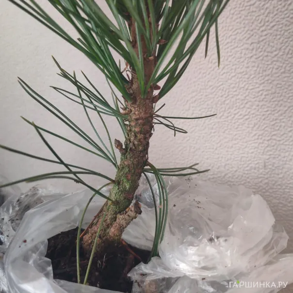 превью изображения отзыва