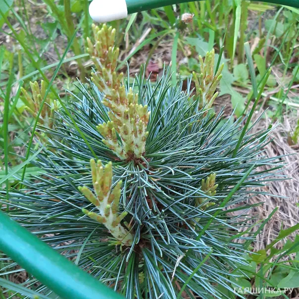 превью изображения отзыва