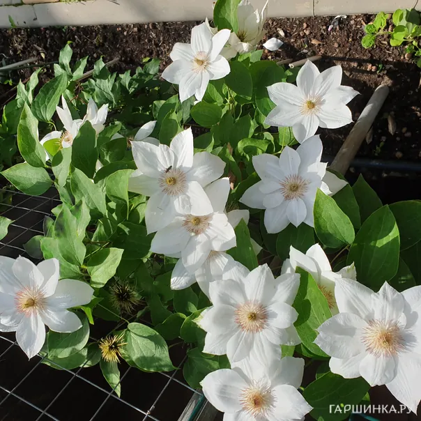 превью изображения отзыва