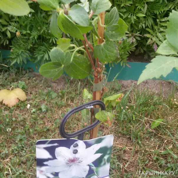 превью изображения отзыва