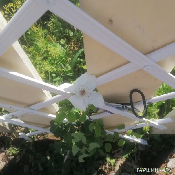 превью изображения отзыва