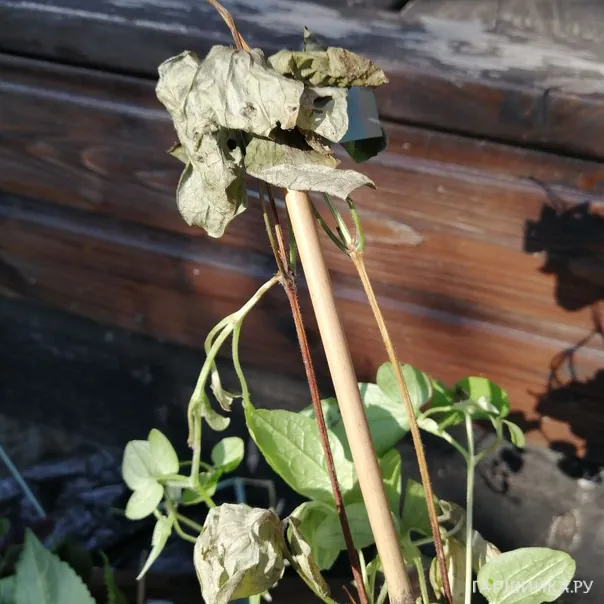 превью изображения отзыва