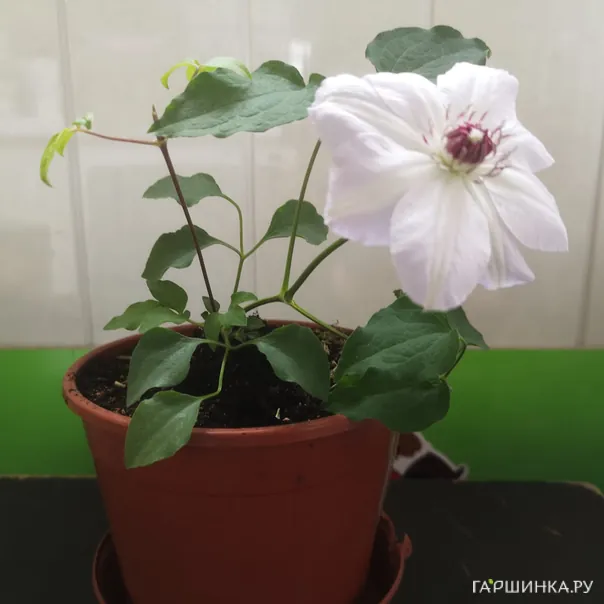 превью изображения отзыва