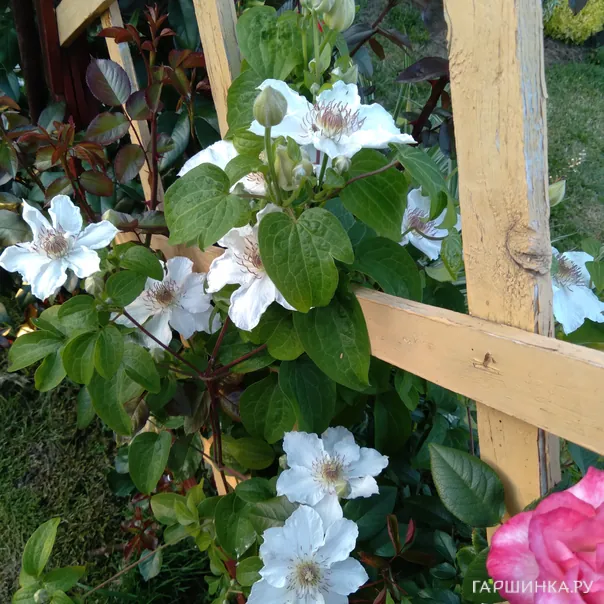 превью изображения отзыва