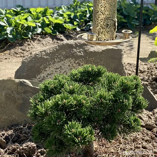 превью изображения отзыва