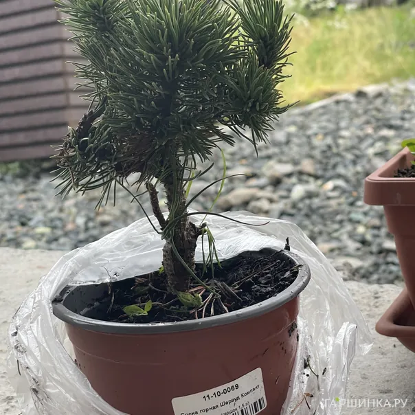 превью изображения отзыва