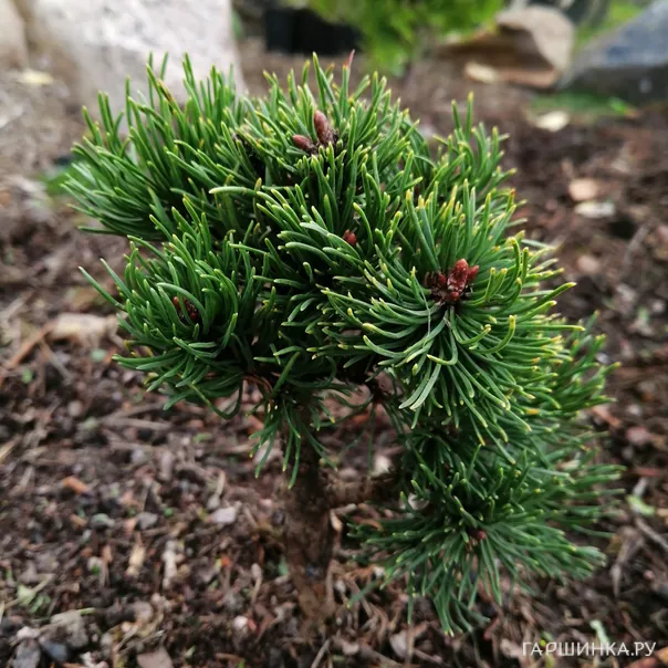 превью изображения отзыва