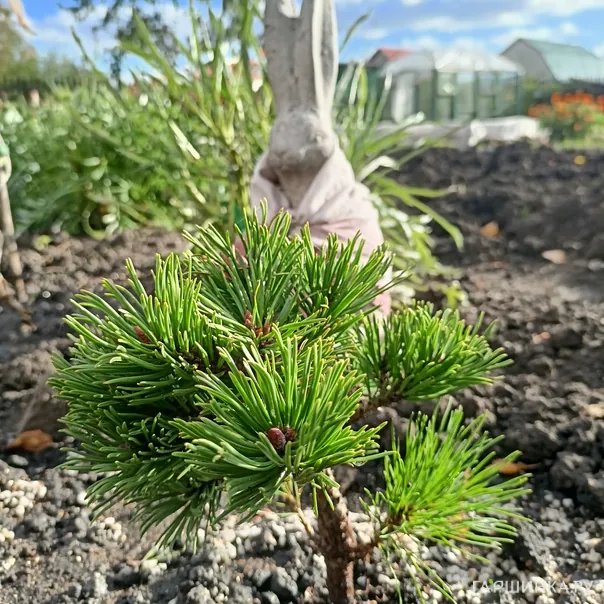 превью изображения отзыва