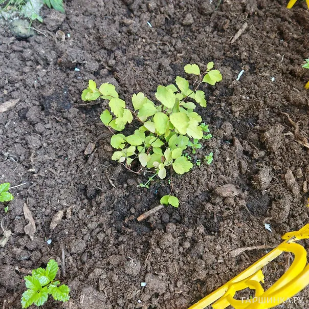 превью изображения отзыва