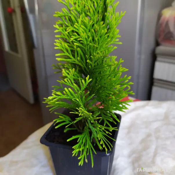 превью изображения отзыва