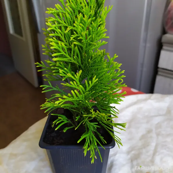 превью изображения отзыва