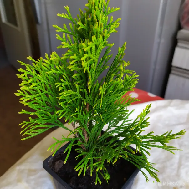 превью изображения отзыва