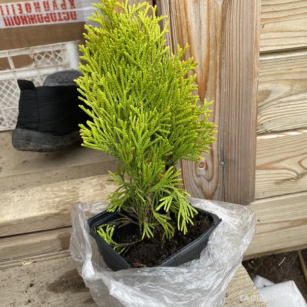 превью изображения отзыва