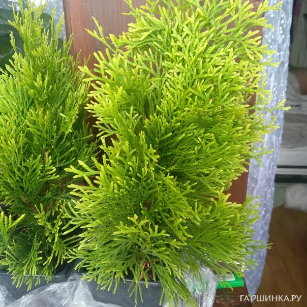 превью изображения отзыва