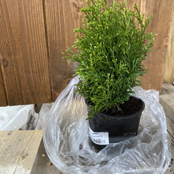 превью изображения отзыва