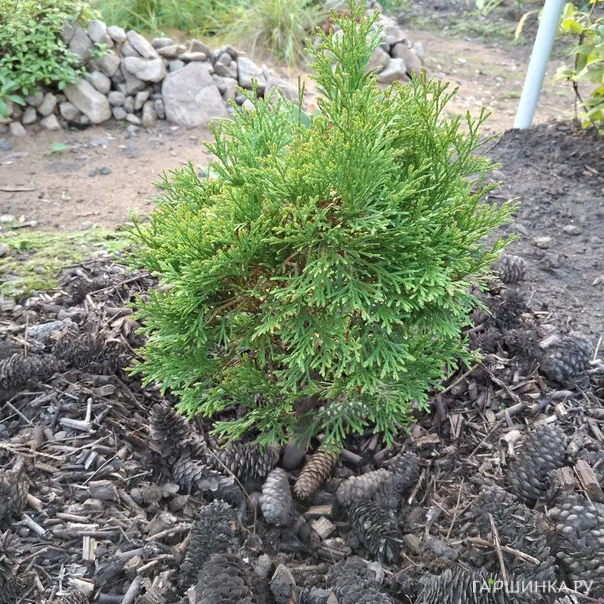 превью изображения отзыва