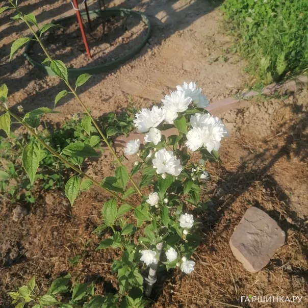 превью изображения отзыва