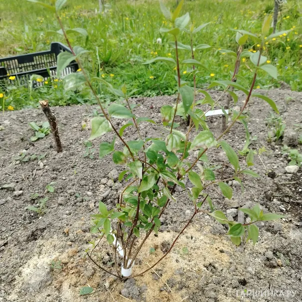 превью изображения отзыва