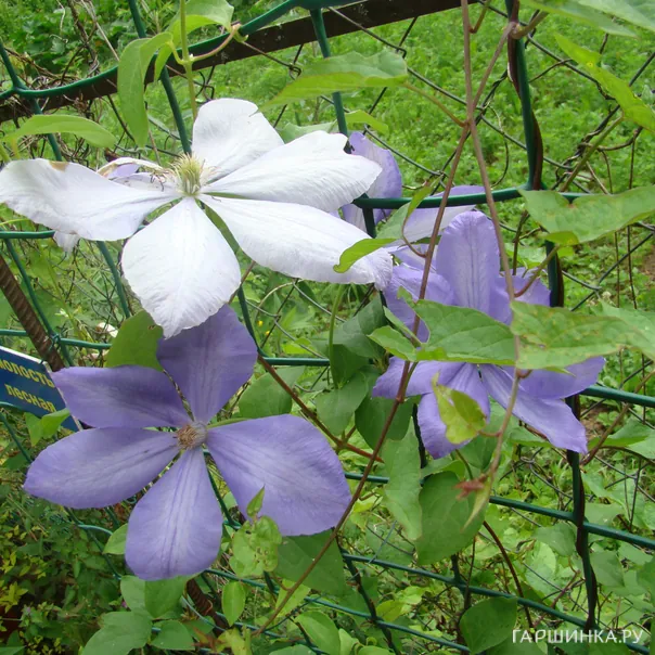 превью изображения отзыва