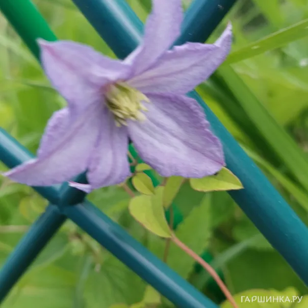 превью изображения отзыва