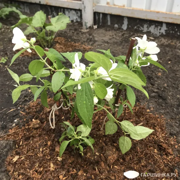 превью изображения отзыва