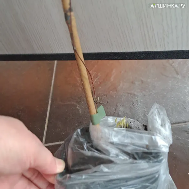 превью изображения отзыва