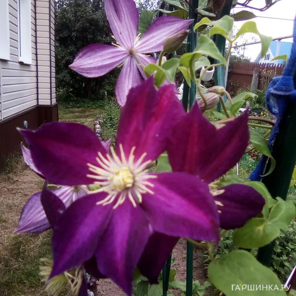 превью изображения отзыва