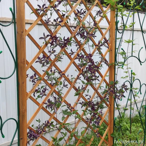 превью изображения отзыва