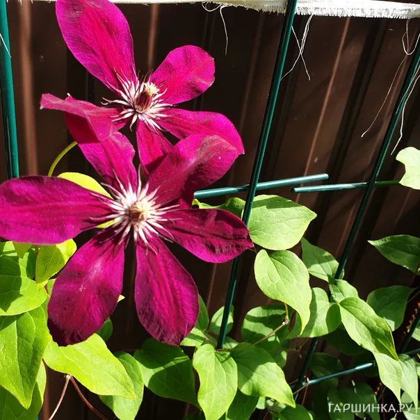 превью изображения отзыва