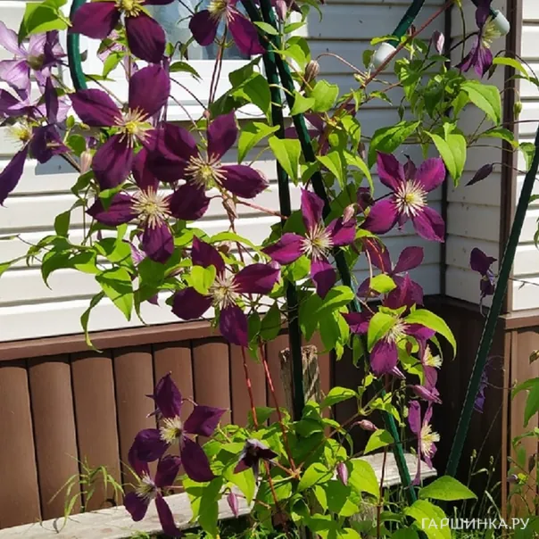 превью изображения отзыва