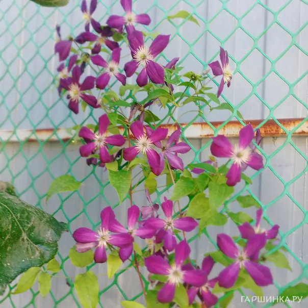 превью изображения отзыва