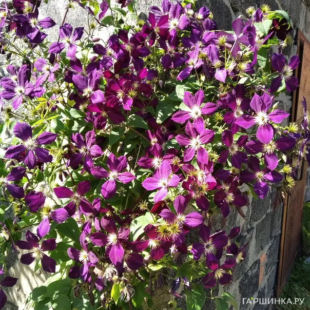 превью изображения отзыва