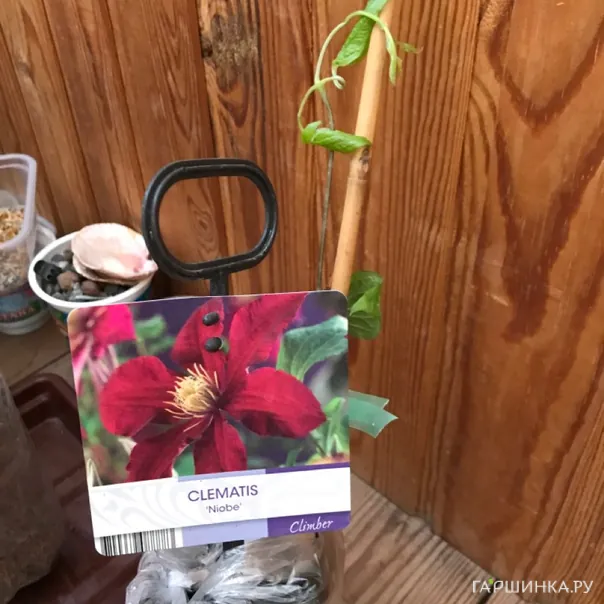 превью изображения отзыва