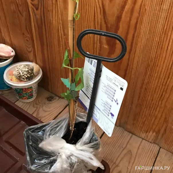 превью изображения отзыва