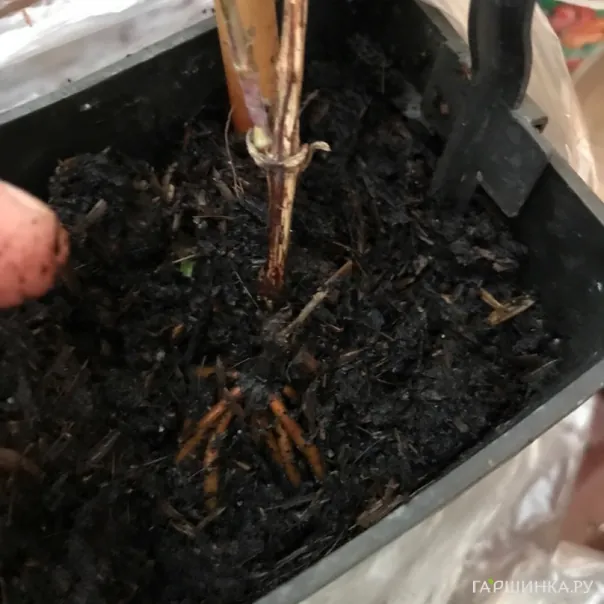 превью изображения отзыва