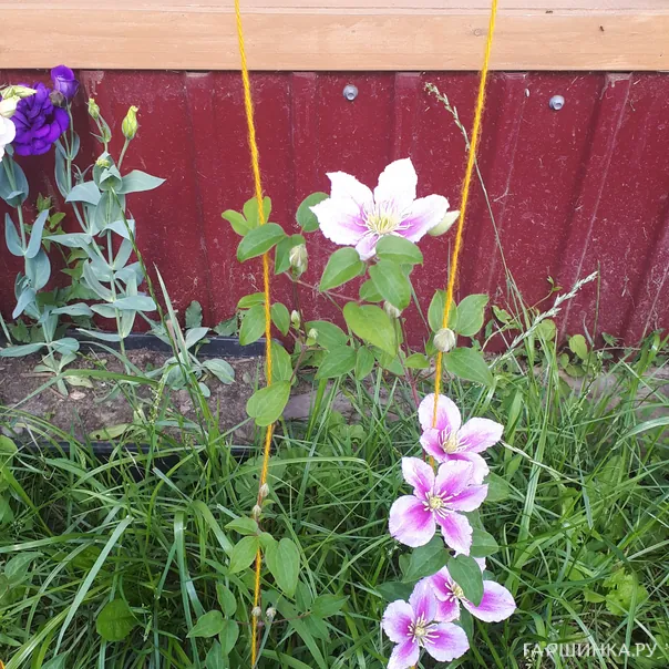 превью изображения отзыва