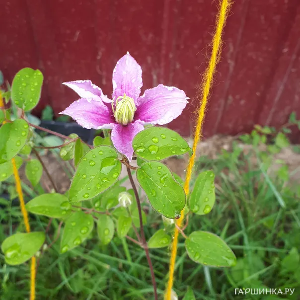 превью изображения отзыва