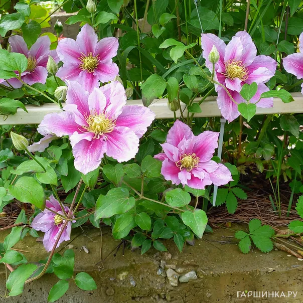 превью изображения отзыва